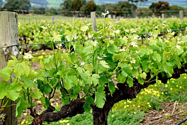 vine, sprouts, vineyard, business, industry, success, agriculture, countryside, financials, green business, green company, green industry. Classificare le imprese secondo NOGA: come trovare il settore economico corretto
